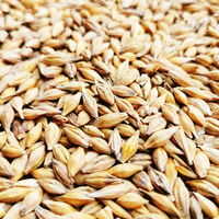 Graines d' Orge 10kg